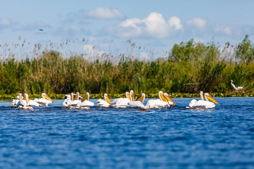 Danube Delta_dreamstime_xxl_76033390_Ocskay Bence