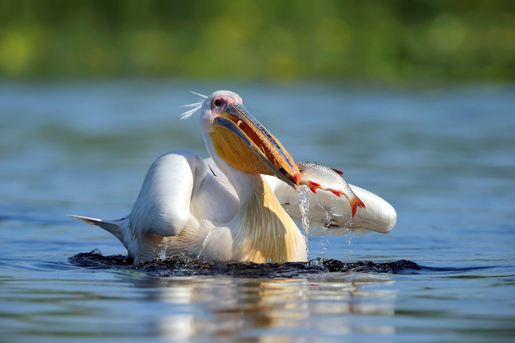 Pelican catching fish_delta